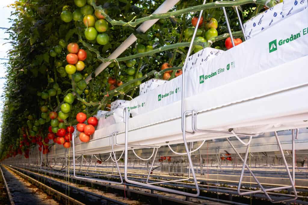 Tomaten teelt