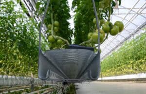 FormFlex® IV in tomatenteelt