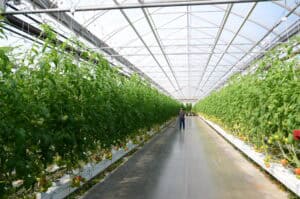 FormFlex® IV in tomatenteelt