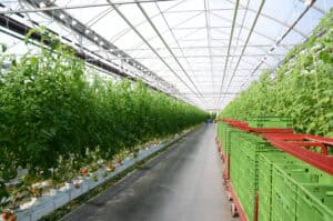 FormFlex® IV in tomatenteelt